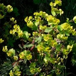 Mandelblättrige Wolfsmilch (Euphorbia amygdaloides) Robbiae