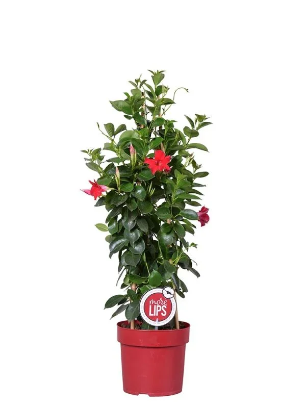 Mandevilla Sundaville Red