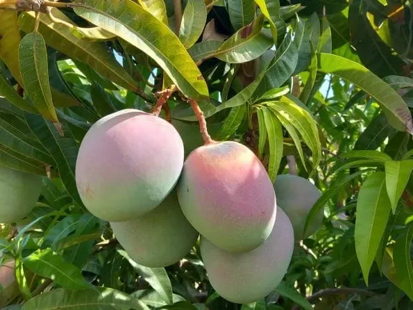 Mango da frutto Albero tropicale da innesto KENT 120 cm 2,5 anni vaso 17