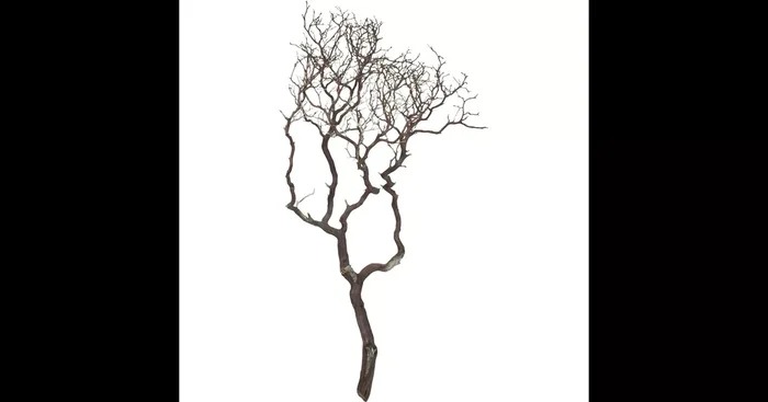 Manzanita