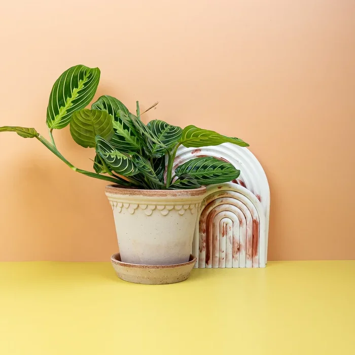 MARANTA LEUCONEURA LEMON LIME