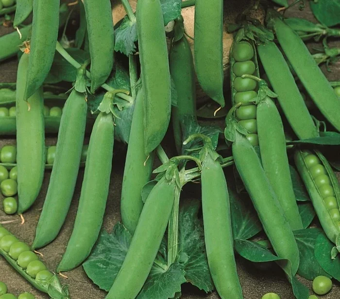Markerbsen Lancet 125g, aromatisch & zart im Geschmack