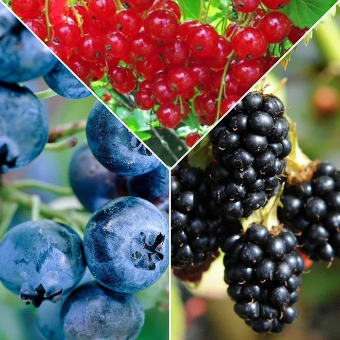 Marmeladen Obststrauch Mischung (Johannisbeere, Blaubeere, Brombeere) (x3)