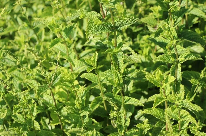 Marokkanische Minze ‚Maroccan‘