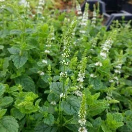 Marokkanische Minze (Mentha spicata var. spicata)