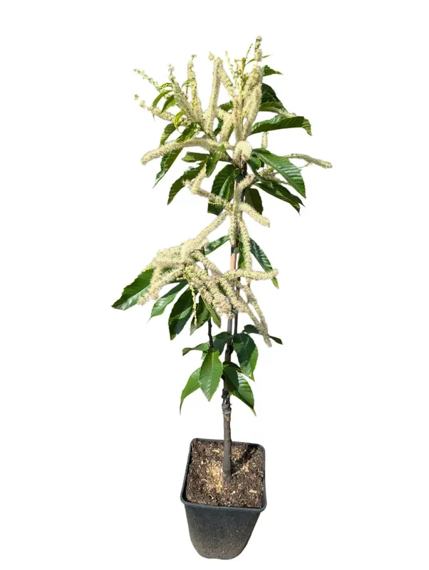 Marone ‚Marigoule‘
