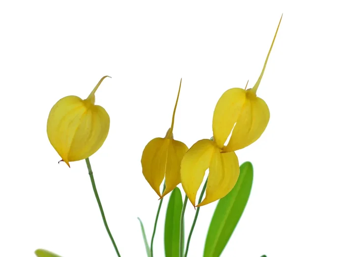 Masdevallia coccinea ‚Crestwood‘ AM/RHS