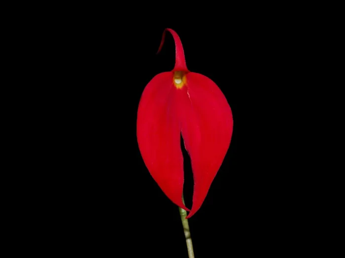 Masdevallia coccinea ‚Gerardo‘