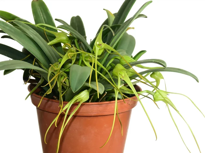 Masdevallia fractiflexa