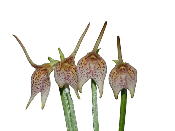 Masdevallia guttulata