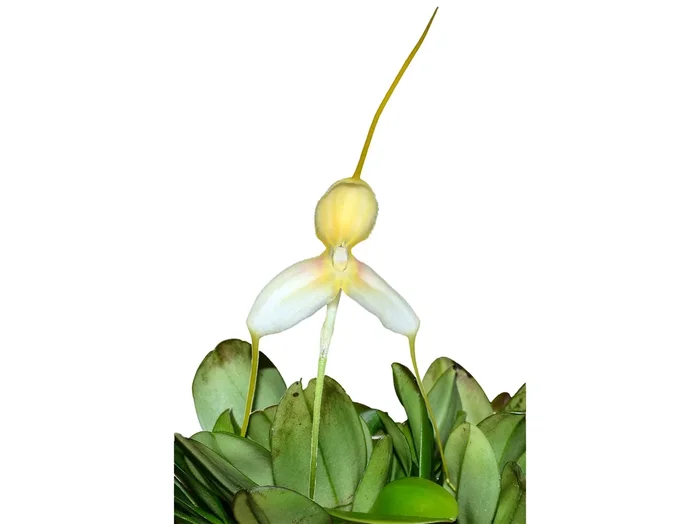 Masdevallia klabochorum