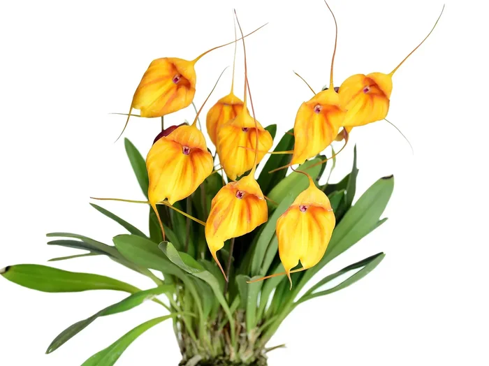 Masdevallia niesseniae