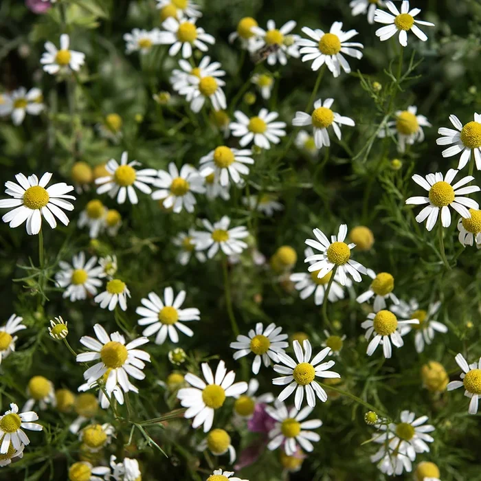 Matricaria chamomilla