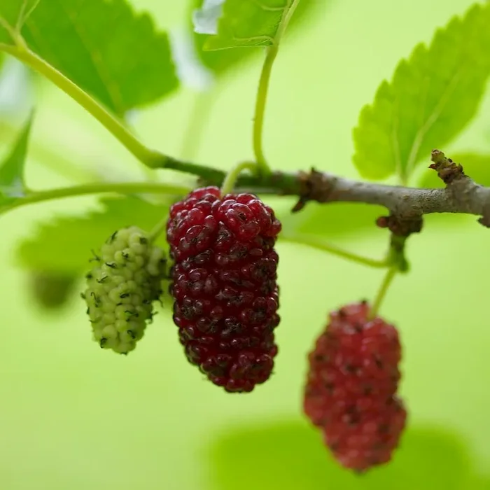 Maulbeerbaum Collier – aromatische Maulbeersorte