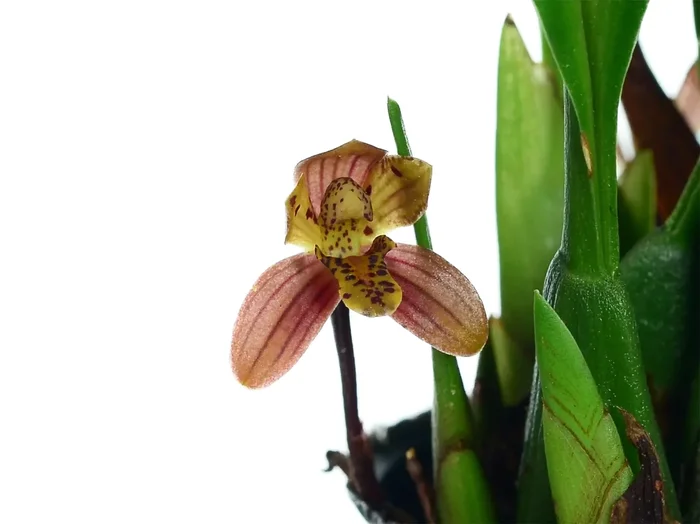 Maxillaria chaconensis