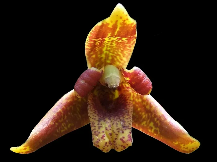 Maxillaria Memoria Ben Berliner