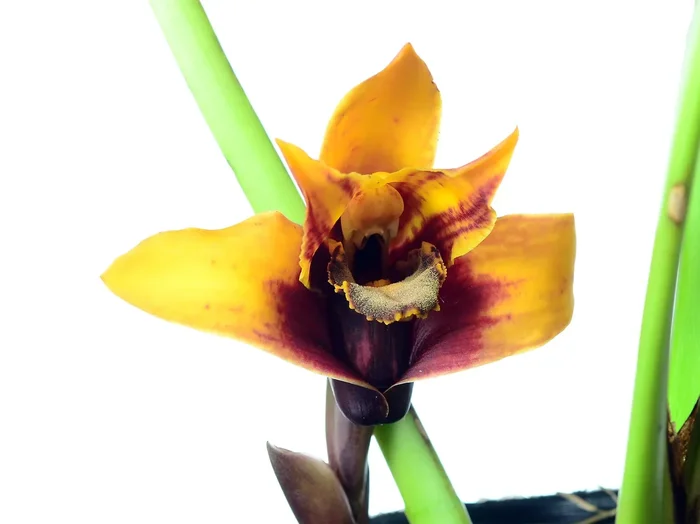 Maxillaria sanderiana form xanthina