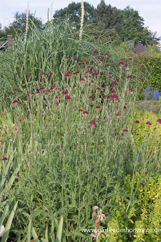 Mazedonische Witwenblume