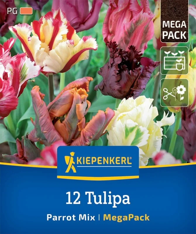 Mega-Pack Papageien-Tulpen Mischung (12 Stück)