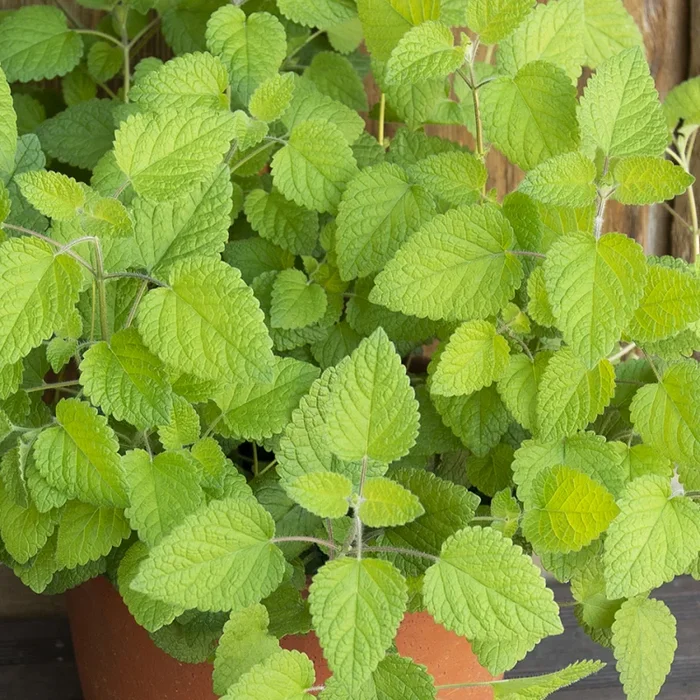 Melissa officinalis