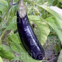 Melonga – Aubergine