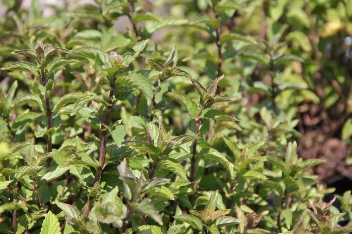 Mentha Englische Pfefferminze (Englische Pfefferminze)