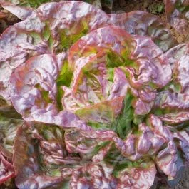 Merveille des 4 saisons – Kopfsalat Freiland