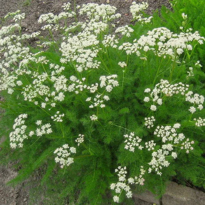 Meum athamanticum
