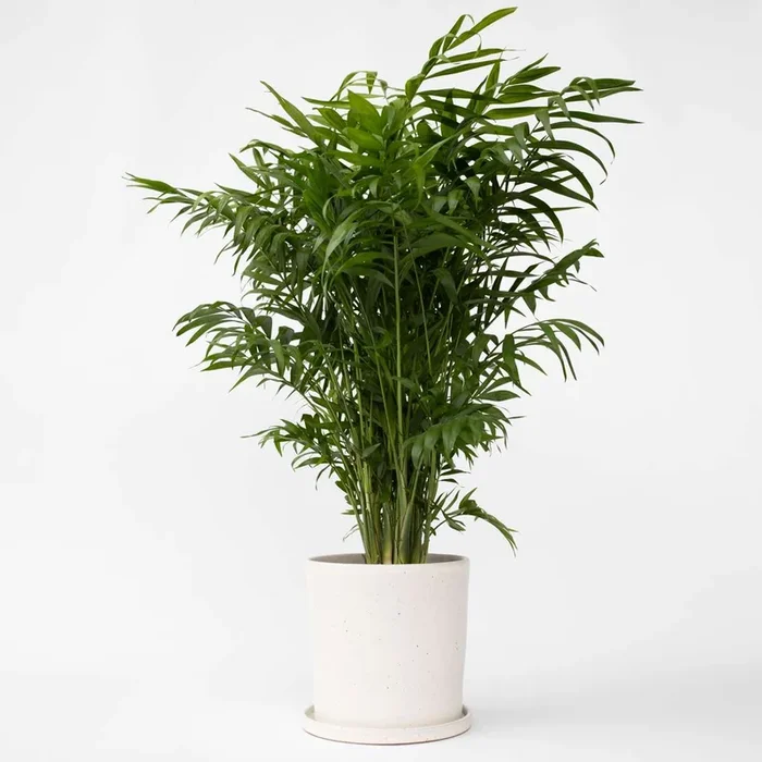 Mexican dwarf palm