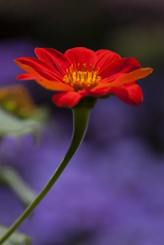 Mexikanische r Sonnenblumensamen ‚Fackel‘