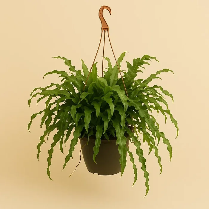 Microsorum Diversifolium – 50cm