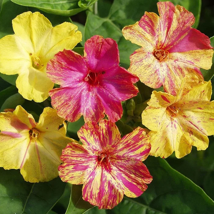 Mirabilis jalapa
