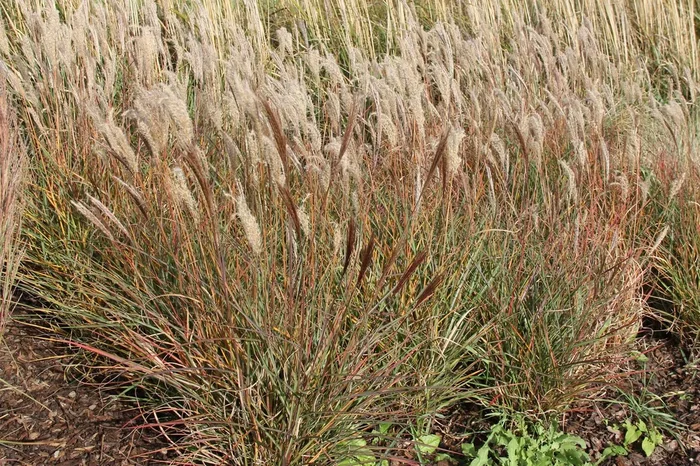 Miscanthus sinensis ‚Ibiza‘ (Chinaschilf)