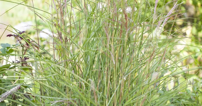 Miscanthus sinensis ‚Kleine Fontäne’${2}