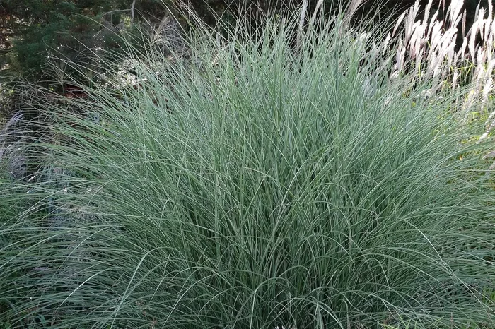 Miscanthus sinensis ‚Morning Light‘ (Chinaschilf)