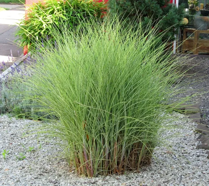 Miscanthus sinensis „Morning Light“ – Chinaschilf – Gräser