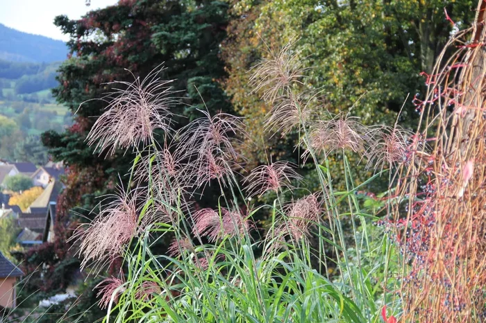 Miscanthus x giganteus ‚Aksel Olsen‘ (Riesen-Chinaschilf)