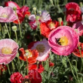 Mohn ‚Von Reconvilier‘ – Papaver rhoeas