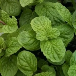 Mojitominze / Hemingway-Minze (Mentha piperita species) Nemorosa