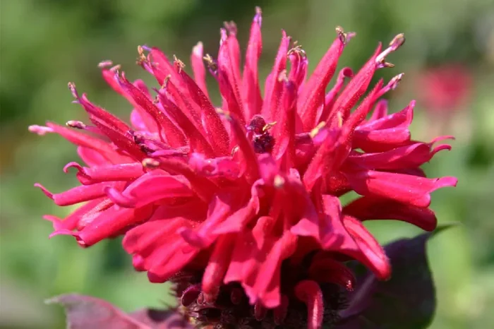 Monarda ‚Bee-Happy‘ ® (Indianernessel)