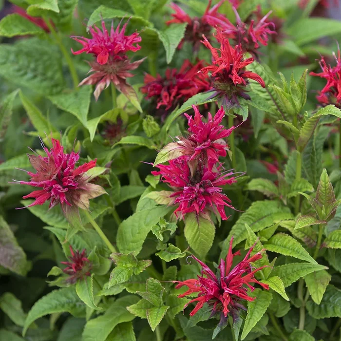 Monarda didyma
