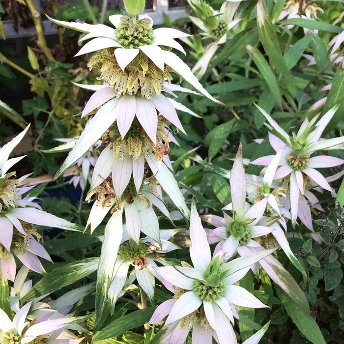 Monarda punctata