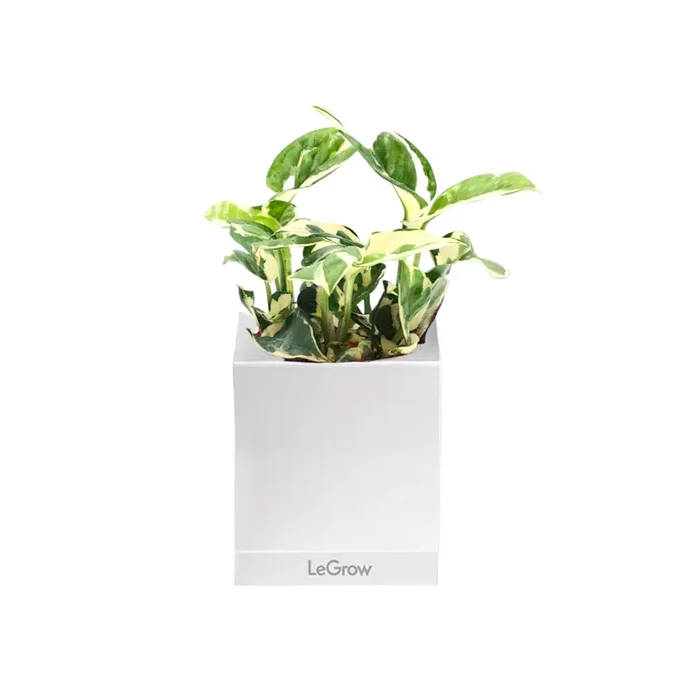 Money Plant ‚N Joy‘ in Legrow Single Pot (0.1m)