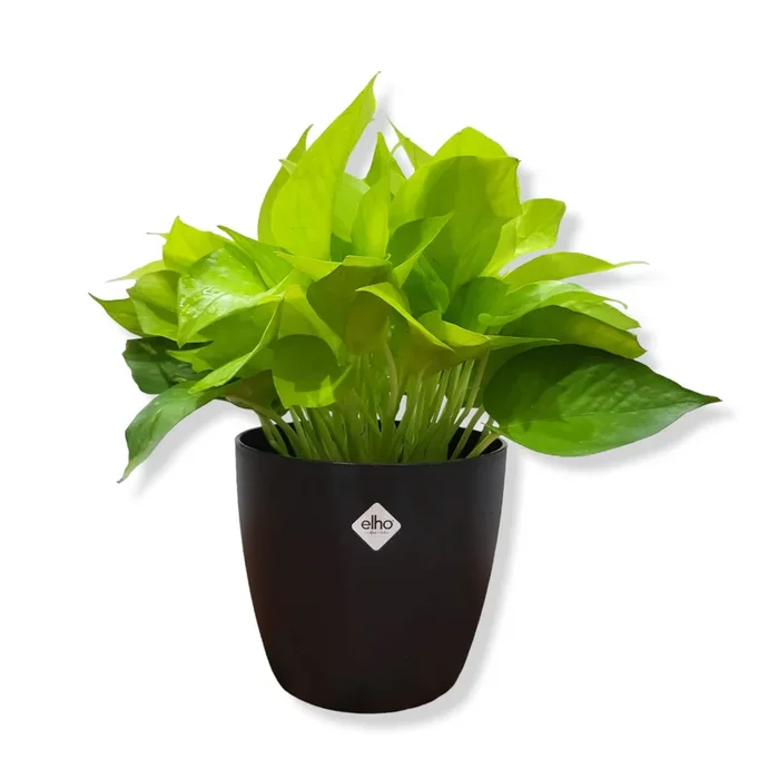Money Plant „Gold“ in Living Black Brussels Round Mini 12.5cm (0.25m)