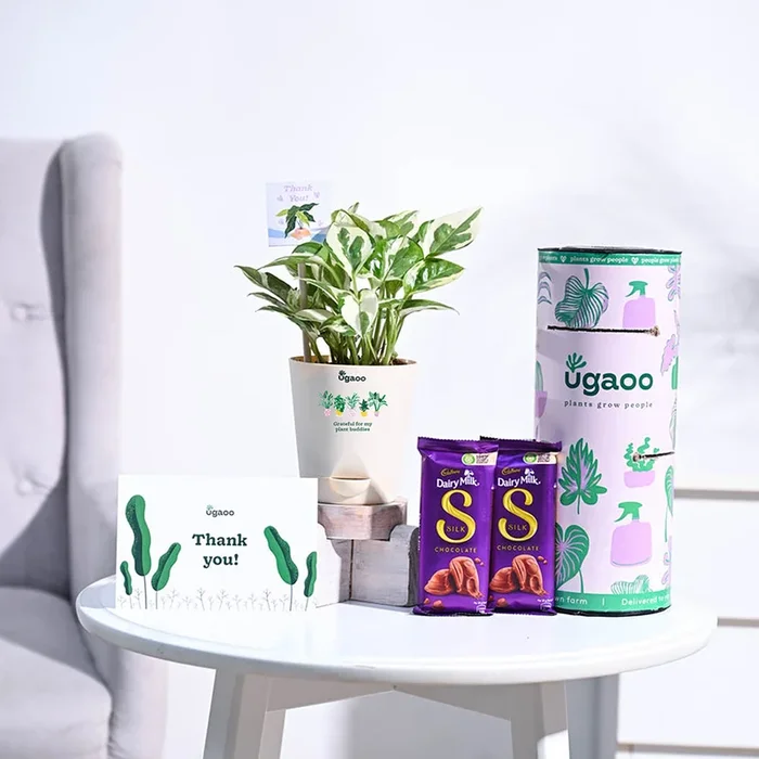 Money Plant N’Joy Thank you Gift Hamper