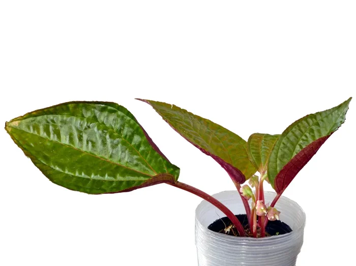 Monolena crinipis