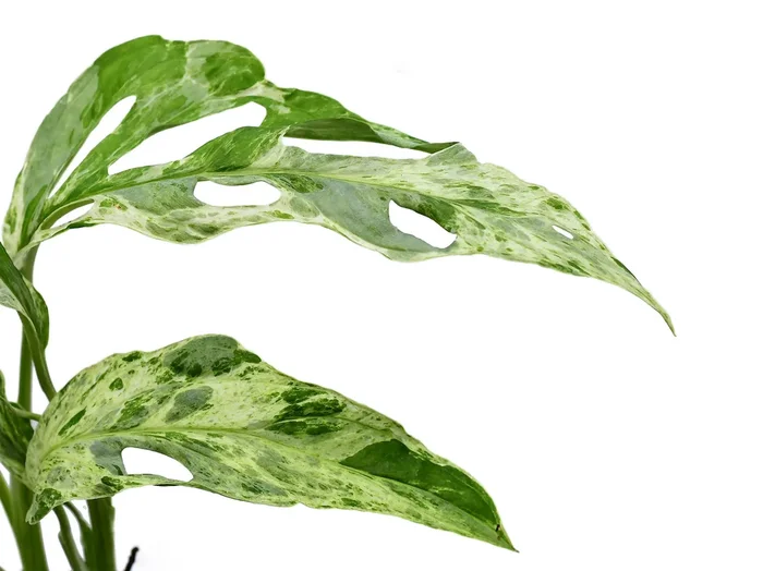 Monstera adansonii ‚Indonesian Marble‘
