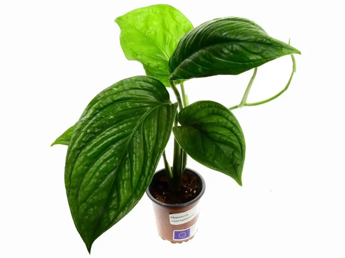Monstera aureopinnata