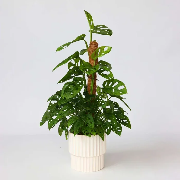 Monstera Monkey Mask – Moss Pole – Rippled Hole Plant