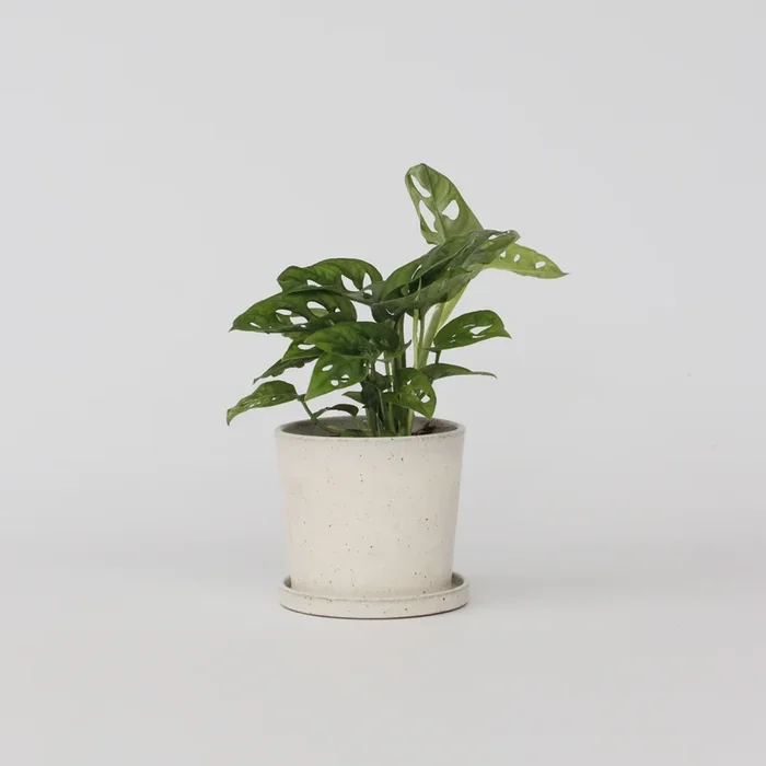 Monstera Monkey Mask – Rippled Monstera